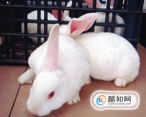 养兔子的一些技巧