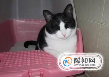 猫不在猫砂里拉屎怎么办