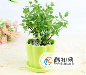 如何养植盆栽薄荷