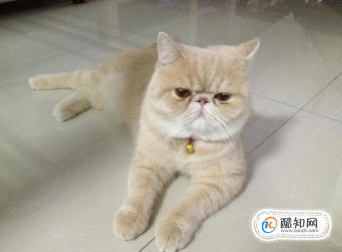如何给猫掏耳朵