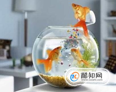 新买的鱼缸,怎么清洗才可以养鱼?