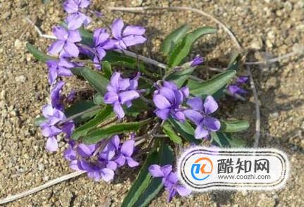 怎么用好苦地丁