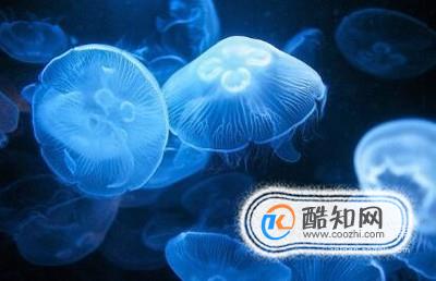 海里不能避免的常见危险——水母