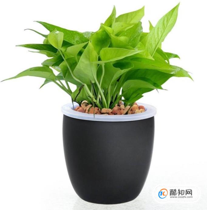 哪些植物盆栽适合放在室内
