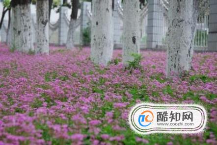花草树木怎样过冬,怎样让花草树木好好过冬