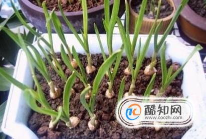 如何做在家种蒜苗
