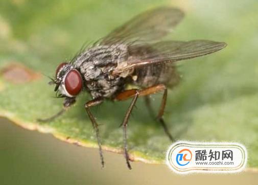 小窍门：驱赶苍蝇的最佳方法