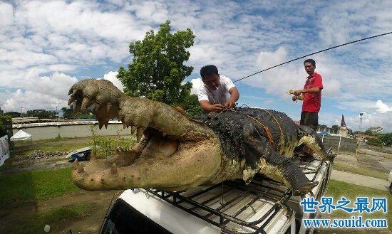 揭秘世界十大巨怪 巨型鳄鱼身长竟达15米