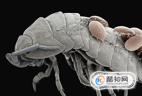 螨虫有什么危害？如何预防螨虫？