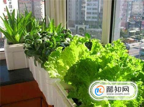 家庭如何利用厨余自制阳台种菜种花肥料