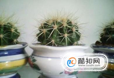 仙人球怎样移栽移植和养护