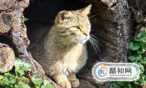 被野猫抓伤出血怎么办、如何处理