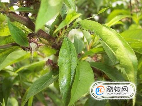 桃树蚜虫的防治方法