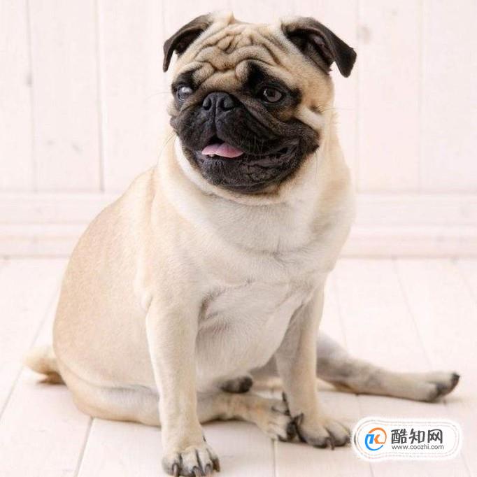 巴哥犬好养吗？养八哥犬的注意事项