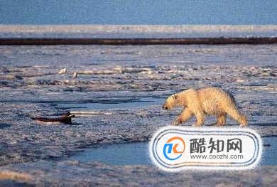 北极熊主要吃什么食物