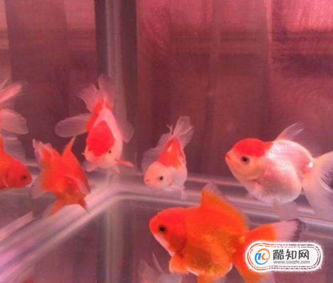 小泰狮金鱼怎么挑选
