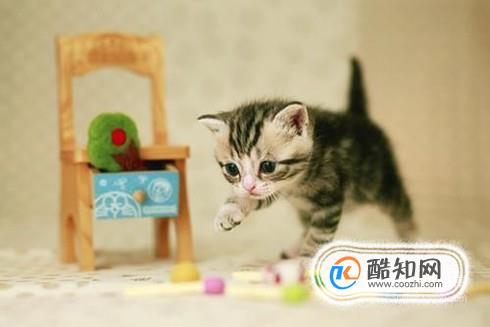 让猫咪更喜欢你的四个小技巧