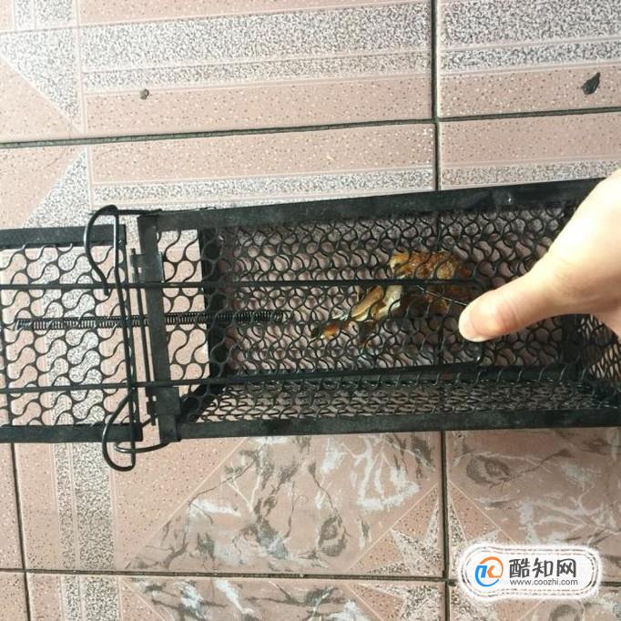 当家里出现有老鼠怎么办？