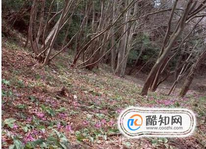 怎样让花草树木好好过冬？花草树木过冬用什么方法