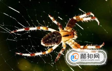 灭蜘蛛最有效的方法