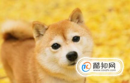 如何养好一只柴犬？