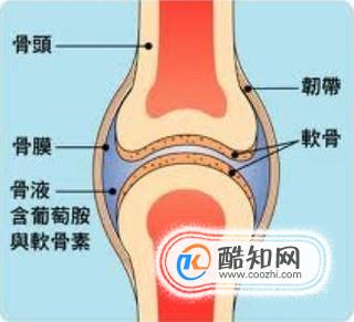 人体的关节由哪几部分组成？