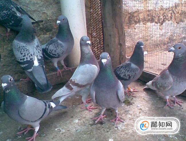 怎样养鸽子繁殖快