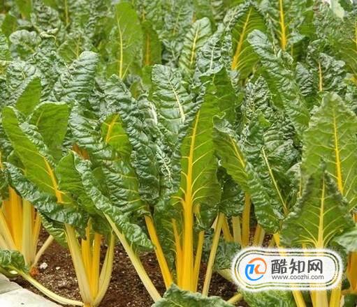 甜菜叶的营养价值与食用方法