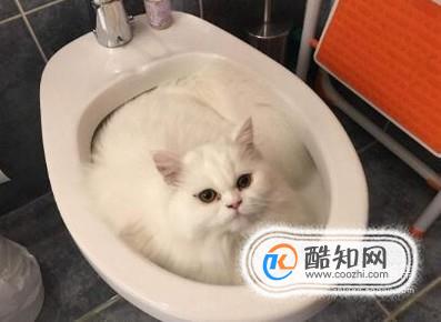 怎么训练小猫上厕所