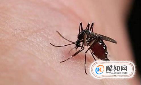 驱蚊子最有效的方法