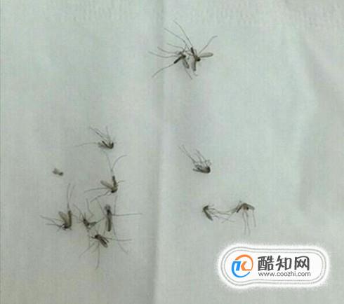 壁虎吃什么食物