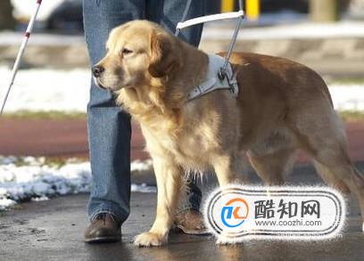 导盲犬为什么不能摸