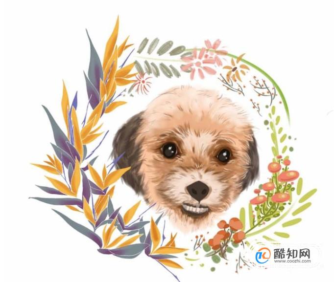 什么是安乐死？动物安乐死的程序是什么