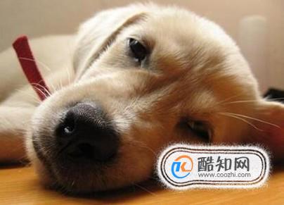 金毛呕吐怎么回事？金毛呕吐如何处理？