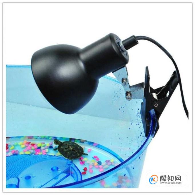 怎么快速把小乌龟养大