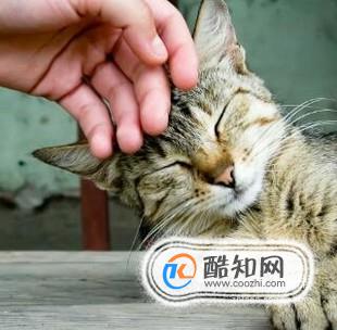 猫咪为什么喜欢被人抚摸