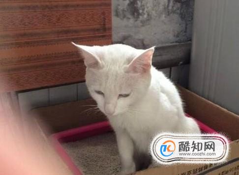 怎么教猫咪大小便