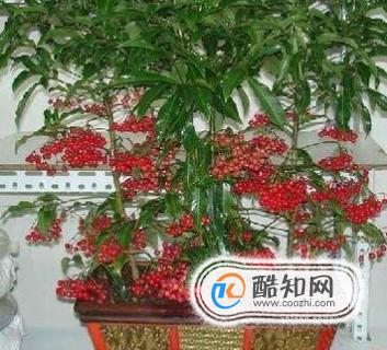 金玉满堂植物怎么养