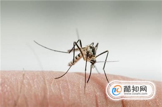 夏天蚊子来了，卧室如何防蚊？