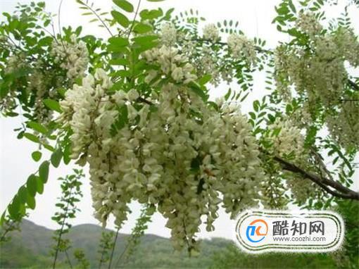 常见的蜂蜜有哪些品种？