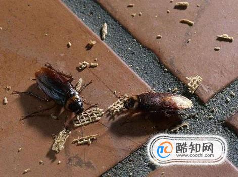 为什么家里总是是有蟑螂？这几样东西需去除