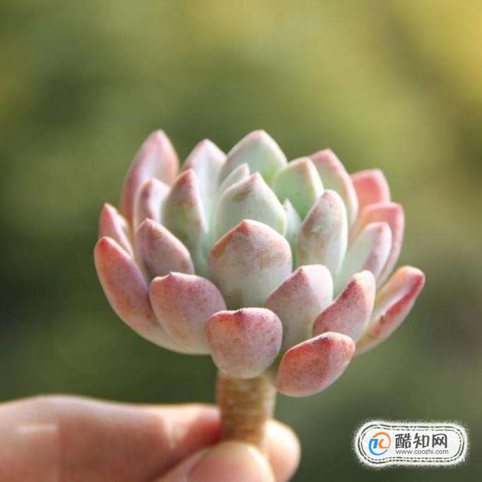 多肉植物的叶子腐烂掉落怎么办