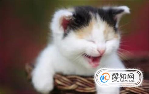 猫咪与主人感情好的表现有哪些