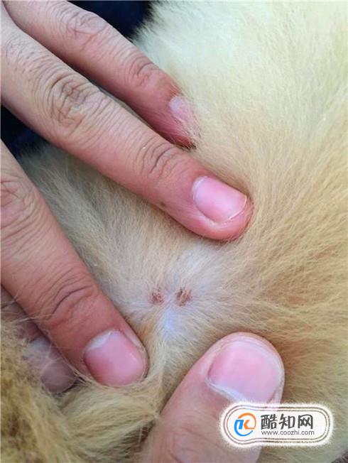 狗狗长虱子了怎么办，实用狗狗除虱小技巧