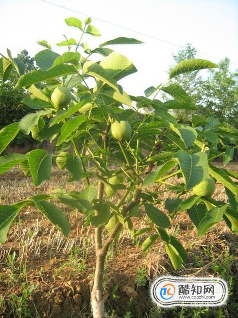 核桃苗什么时候栽种好，核桃树苗的栽植季节时间