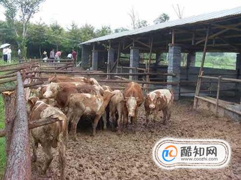 保暖牛棚怎么建
