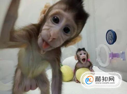克隆猴的原理是是什么