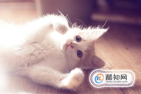 养猫十大必备技能，你会几样呢？