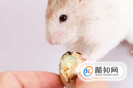 怎么确定仓鼠吃饱了 为什么一直吃也不会撑死