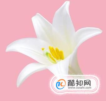 PS如何使用钢笔工具进行完美抠图？